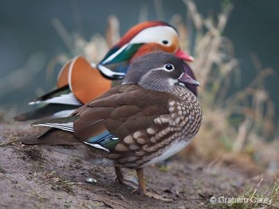 Mandarin (Aix galericulata) Graham Carey