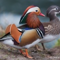 Mandarin (Aix galericulata) Graham Carey