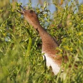 Wigeon (Anas penelope) Graham Carey