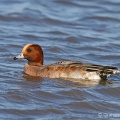 Wigeon (Anas penelope) Graham Carey