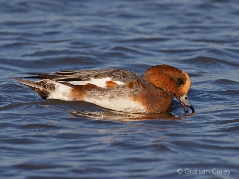 Wigeon (Anas penelope) Graham Carey - IMG_4599m4.jpg IMG_4599m4.jpg