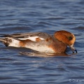 Wigeon (Anas penelope) Graham Carey