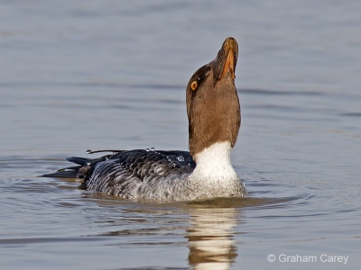 Goldeneye (Bucephala clangula) Graham Carey