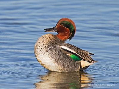 Teal (Anas strepera) Graham Carey