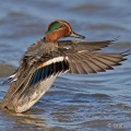 Teal (Anas strepera) Graham Carey