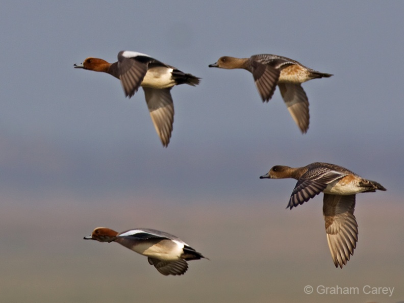 Wigeon (Anas penelope) Graham Carey - IMG_7680m4.jpg IMG_7680m4.jpg