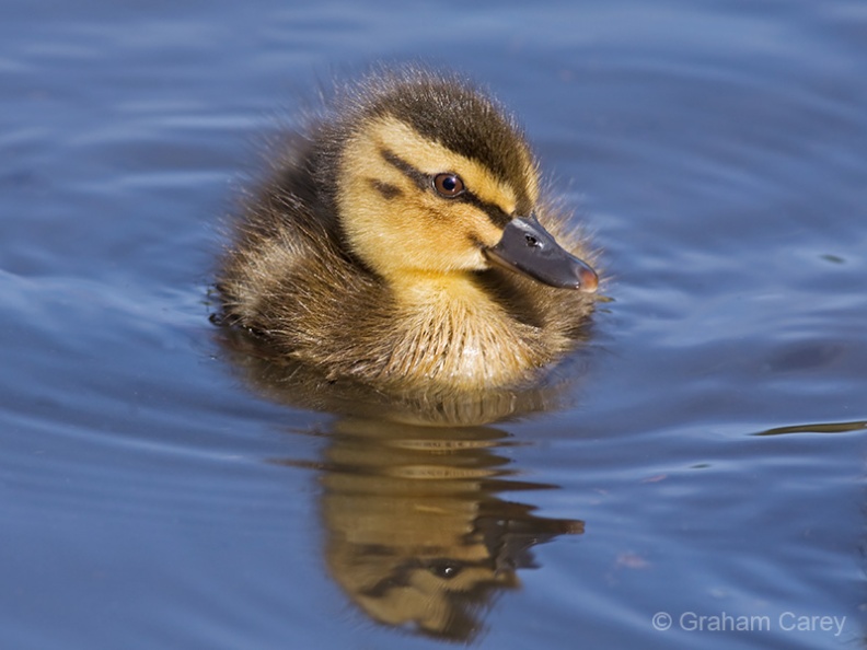 Mallard (Anas platyrhynchos) Graham Carey - IMG_8901m4.jpg IMG_8901m4.jpg
