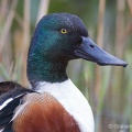 Shoveler (Anas clypeata) Graham Carey