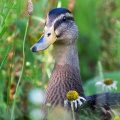 Mallard (Anas Platyrhynchos) Graham Carey