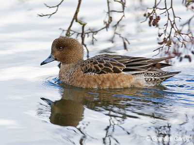 Wigeon (Anas penelope) Graham Carey