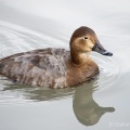 Pochard (Aythya ferina) Graham Carey