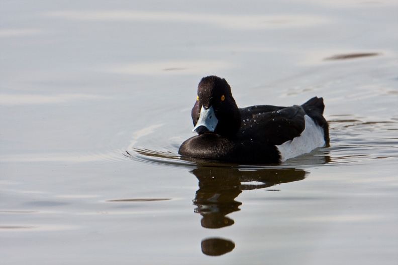Tufted Duck (Aythya fuligula) Mark Elvin - _MG_4555-Edit.jpg _MG_4555-Edit.jpg