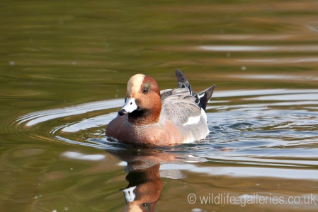 Wigeon (Anas penelope) Mark Elvin