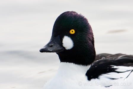 Goldeneye (Bucephala clangula) Mark Elvin