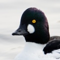 Goldeneye (Bucephala clangula) Mark Elvin