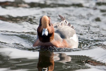 Wigeon (Anas penelope) Mark Elvin