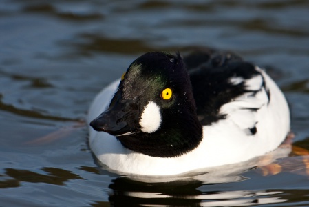 Goldeneye (Bucephala clangula) Mark Elvin