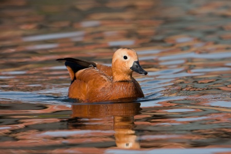 Ruddy Shelduck (Tadorna ferruginea) Mark Elvin