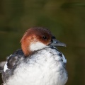 Smew (Mergellus albellus) Mark Elvin