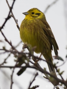 Yellowhammer (Emberiza citrinella) Graham Carey