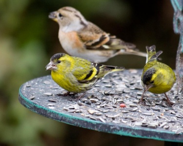 Siskin (Carduelis spinus) Mark Elvin