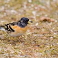 Brambling (Fringilla montifringilla) Mark Elvin