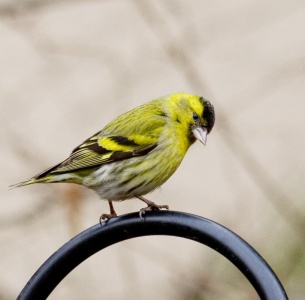 Siskin (Carduelis spinus) Mark Elvin