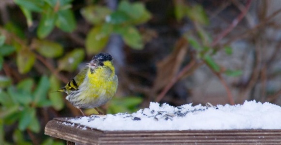 Siskin (Carduelis spinus) Mark Elvin