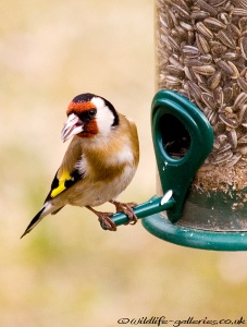 Goldfinch (Carduelis carduelis) Mark Elvin