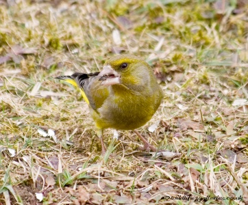 Greenfinch (Carduelis chloris) Mark Elvin