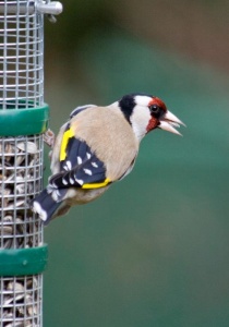 Goldfinch (Carduelis carduelis) Mark Elvin