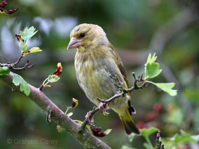 Greenfinch (Carduelis chloris) Graham Carey
