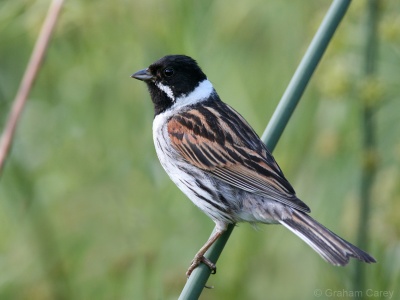 Reed Bunting (Emberiza schoeniclus) Graham Carey