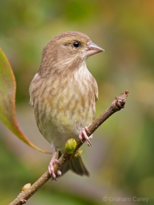Greenfinch (Carduelis chloris) Graham Carey