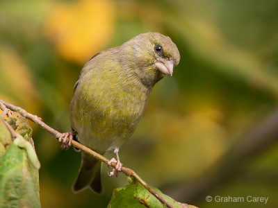 Greenfinch (Carduelis chloris) Graham Carey