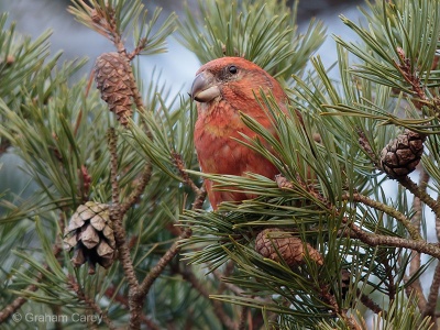 Parrot Crossbill (Loxia pytyosittacus) Graham Carey