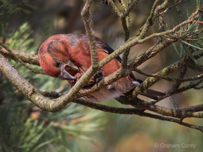Parrot Crossbill (Loxia pytyosittacus) Graham Carey