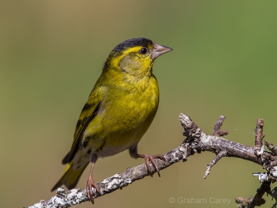 Siskin (Carduelis spinus) Graham Carey