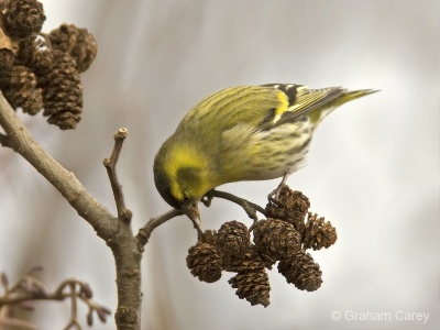 Siskin (Carduelis spinus) Graham Carey