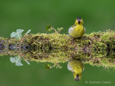 Siskin (Carduelis spinus) Graham Carey
