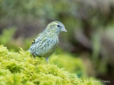 Siskin (Carduelis spinus) Graham Carey