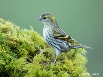 Siskin (Carduelis spinus) Graham Carey