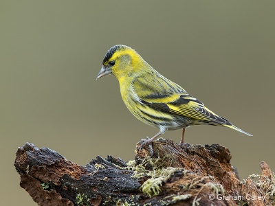 Siskin (Carduelis spinus) Graham Carey