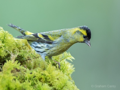 Siskin (Carduelis spinus) Graham Carey