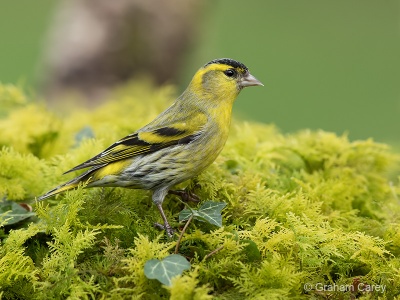 Siskin (Carduelis spinus) Graham Carey