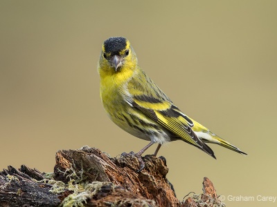 Siskin (Carduelis spinus) Graham Carey