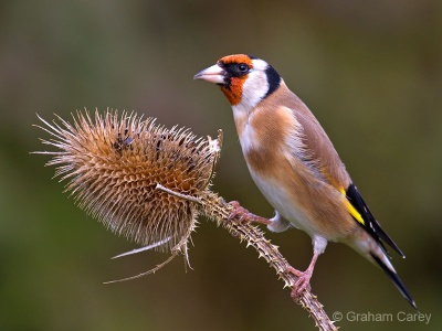 Goldfinch (Carduelis flammea) Graham Carey