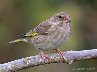 Greenfinch (Carduelis chloris) Graham Carey