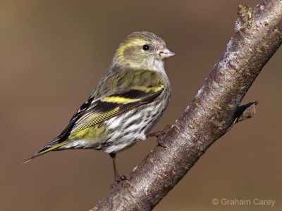 Siskin (Carduelis spinus) Graham Carey