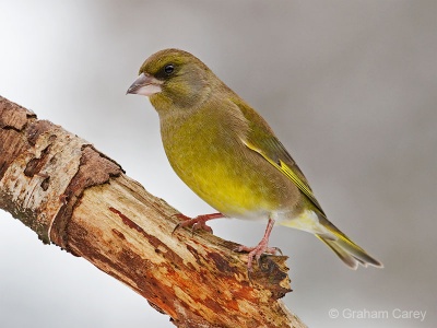 Greenfinch (Carduelis chloris) Graham Carey